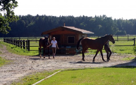 Reiten Ausführen Pferde