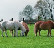 Unsere Ponybande